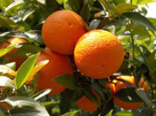 Orange Tree